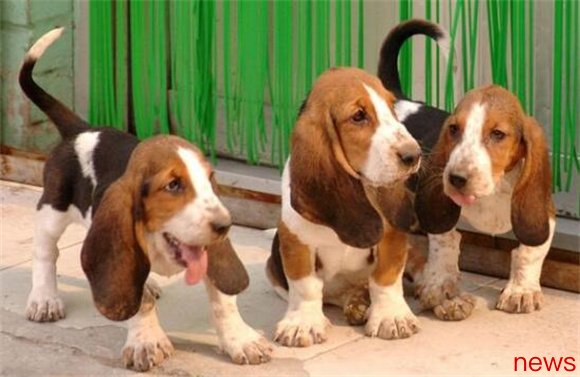 Revealing the five types of dogs with 