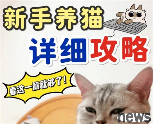 A must-see for newcomers with cats! One-stop detailed guide