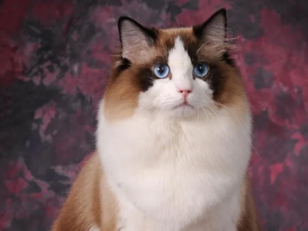Top 10 cat appearance rankings