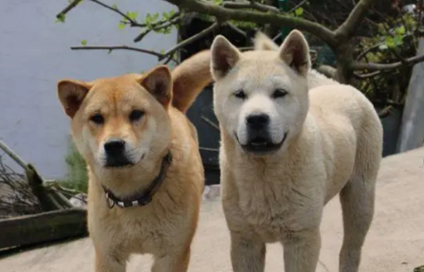 The six most loyal dogs recognized in the dog world are also on the list
