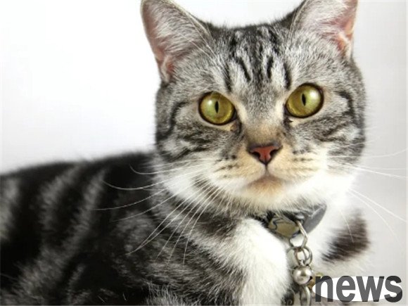 What are the differences in care before and after cat sterilization?