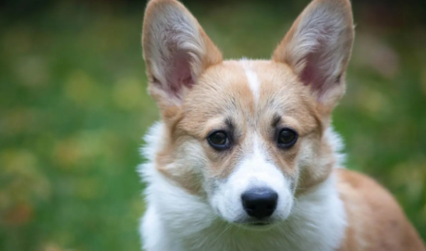 What to do if a dog has infectious bronchitis?