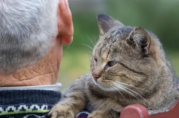 Why raising a cat changes life