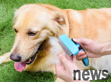 How many types of combs do you need to use to comb your puppy s hair? Do you know clearly?