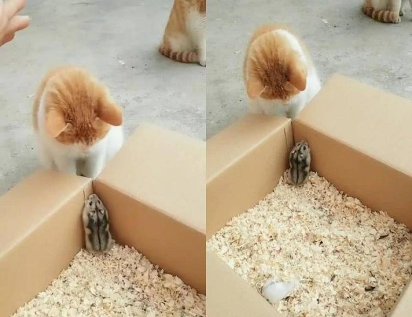 A new partner came to the family, and the hamster was eager to beg for a hug. The reaction of the orange cat made people laugh.