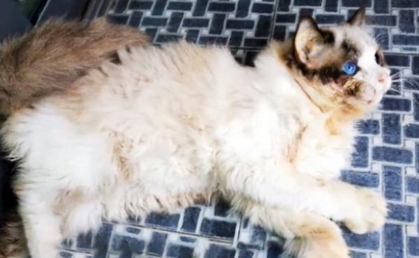 I met a stray ragdoll cat by chance. When it raised its head, the scars on its face made people cry.